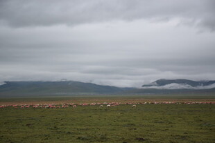 草原上的阴沉天空