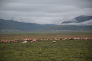 草原上的火烈鸟群景观