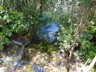 林间隐蔽的蓝色物体