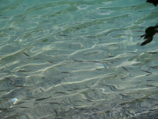 清澈海水中的群鱼游动