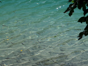 清澈海水下的游动小鱼