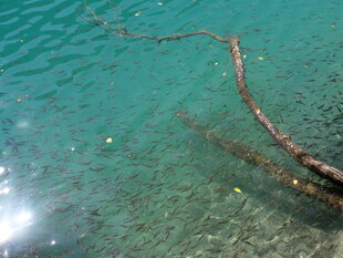 水中枯枝 澄澈水底景象