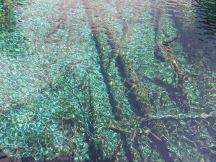 水面漂浮的绿色藻类植物