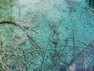 水下植物与缠绕的神秘景象