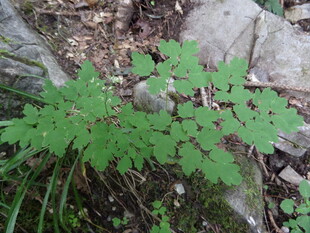 嫩绿植物生长于石间