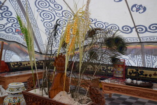 室内独特植物景观展示