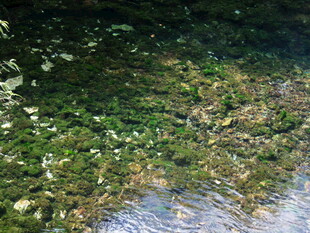 溪边绿意盎然的自然景致