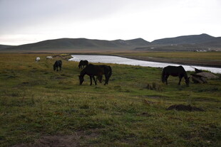 草原河畔的马群