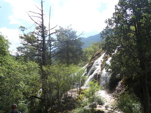 山间瀑布旁的繁茂绿植