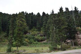 山林间的绿意景致