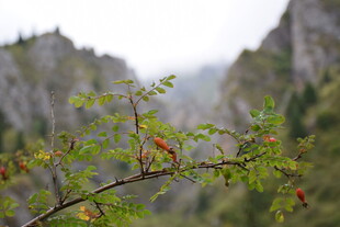 山间嫩绿枝叶生机勃勃