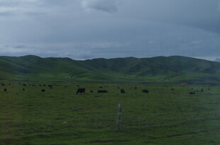 草原上的牛群与远山
