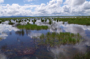 湿地风光 水草与蓝天相映