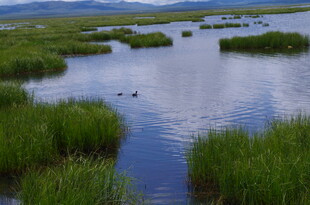 湿地风光 水草与水域交织