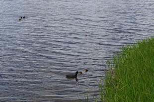 水边绿岸 鸭子悠游