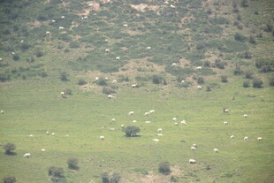 草原上散布的牲畜与植被