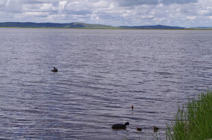 湖畔水波与嬉戏的鸟儿