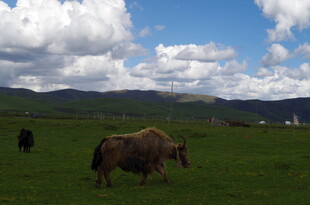 草原上的牦牛