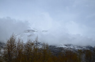 云雾缭绕的山林景致
