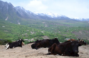 草原上休憩的牛群