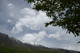 山间云景与枝叶