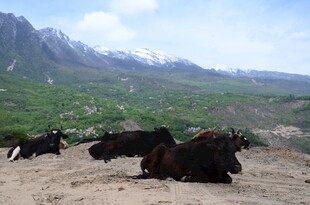 草原休憩的牛群