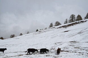 雪坡上的牧人与牛群