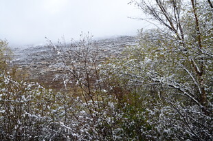 雪覆灌木丛的朦胧景致