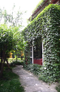 藤蔓覆盖的古朴庭院一角