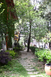 林间石径 静谧自然景致