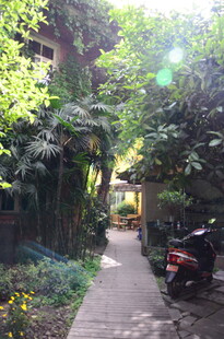 幽静绿植环绕的庭院小道