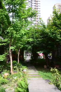 城市中的静谧林荫小道