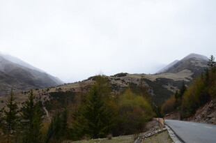 山间公路旁的葱郁树林