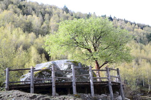 山间围栏处的孤树与巨石