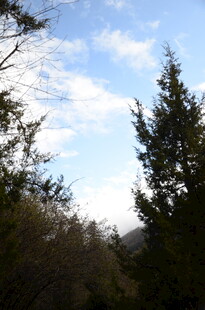 林间蓝天与挺拔树木