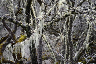 雾凇覆盖的树枝