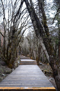 林间木栈道 静谧自然景