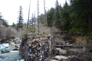 山间溪流旁的枯树景观