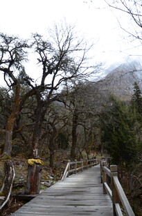 山间木栈道 静享自然之美