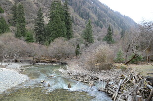 山间溪流旁的自然景致