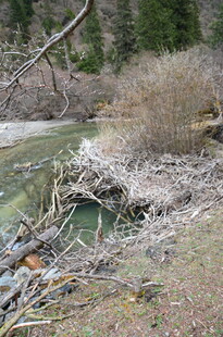 河边枯木堆积的自然景象