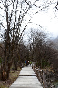 冬日林间木板路漫步景象