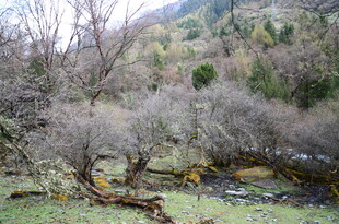 山间枯木小溪自然景致