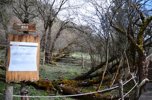 林间告示牌 静谧自然景致