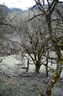 山间枯树林景观