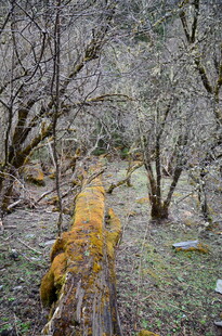 枯树林中的斑驳树桩