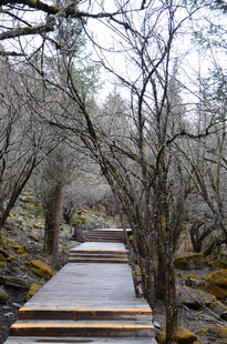 林间木栈道 静谧自然景