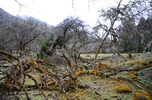 山林间倒伏树木与残枝