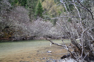 山间清澈溪流与繁茂树木