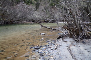 溪边枯木与荒芜植被景观